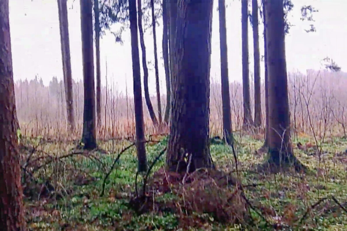 Лес на границе между Россией и Беларусью